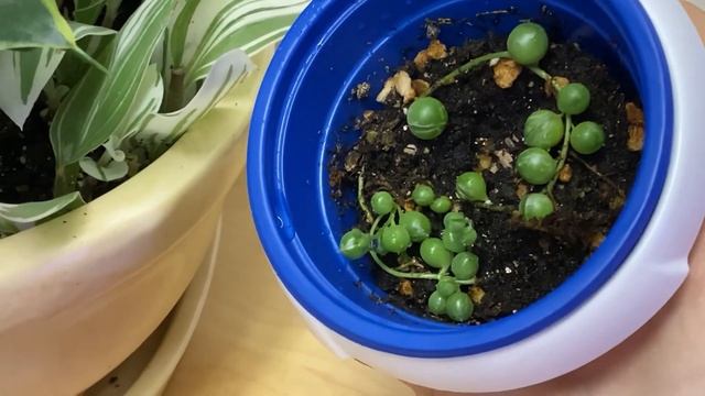 ?Обзор комнатных растений на стеллаже?Часть 1 смотреть онлайн