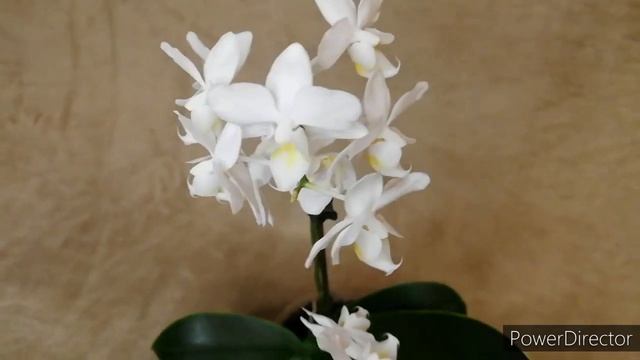 Цветение орхидеи фаленопсис мини. Уход в домашних условиях. смотреть онлайн