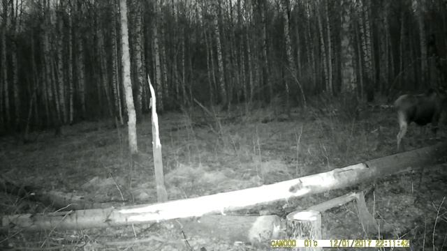 Лоси на солонце. Весна смотреть онлайн