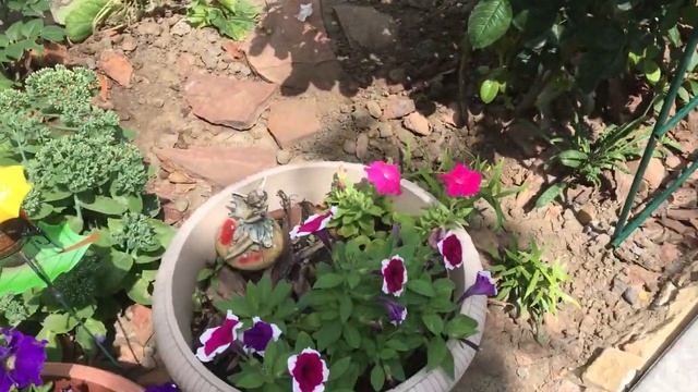 Лилии в моем саду! Утро в саду, зацвели лилии! смотреть онлайн