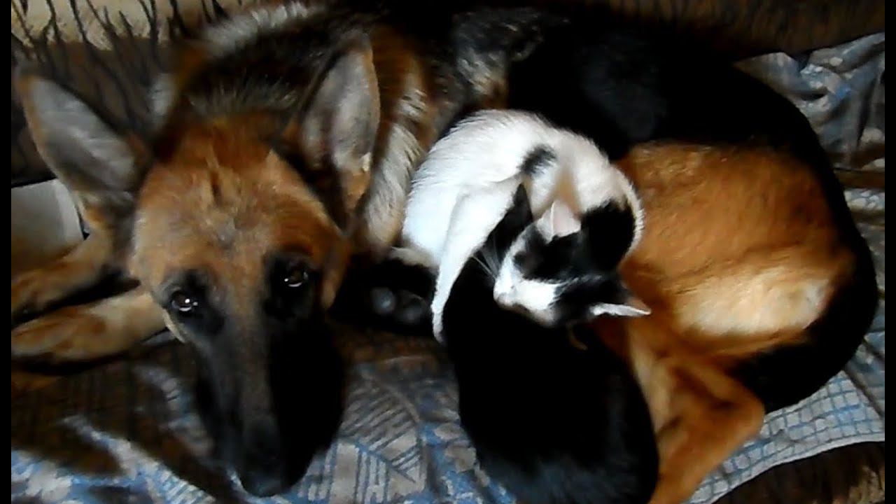 Легко ли любить животных. смотреть онлайн