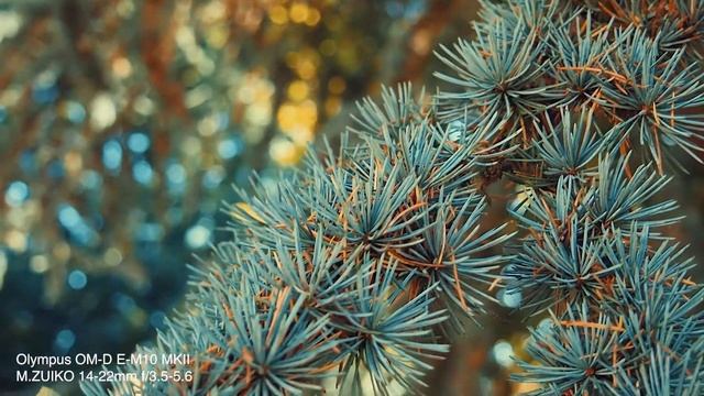 OM-D E-M10 MKII + M.Zuiko 14-42mm footage смотреть онлайн