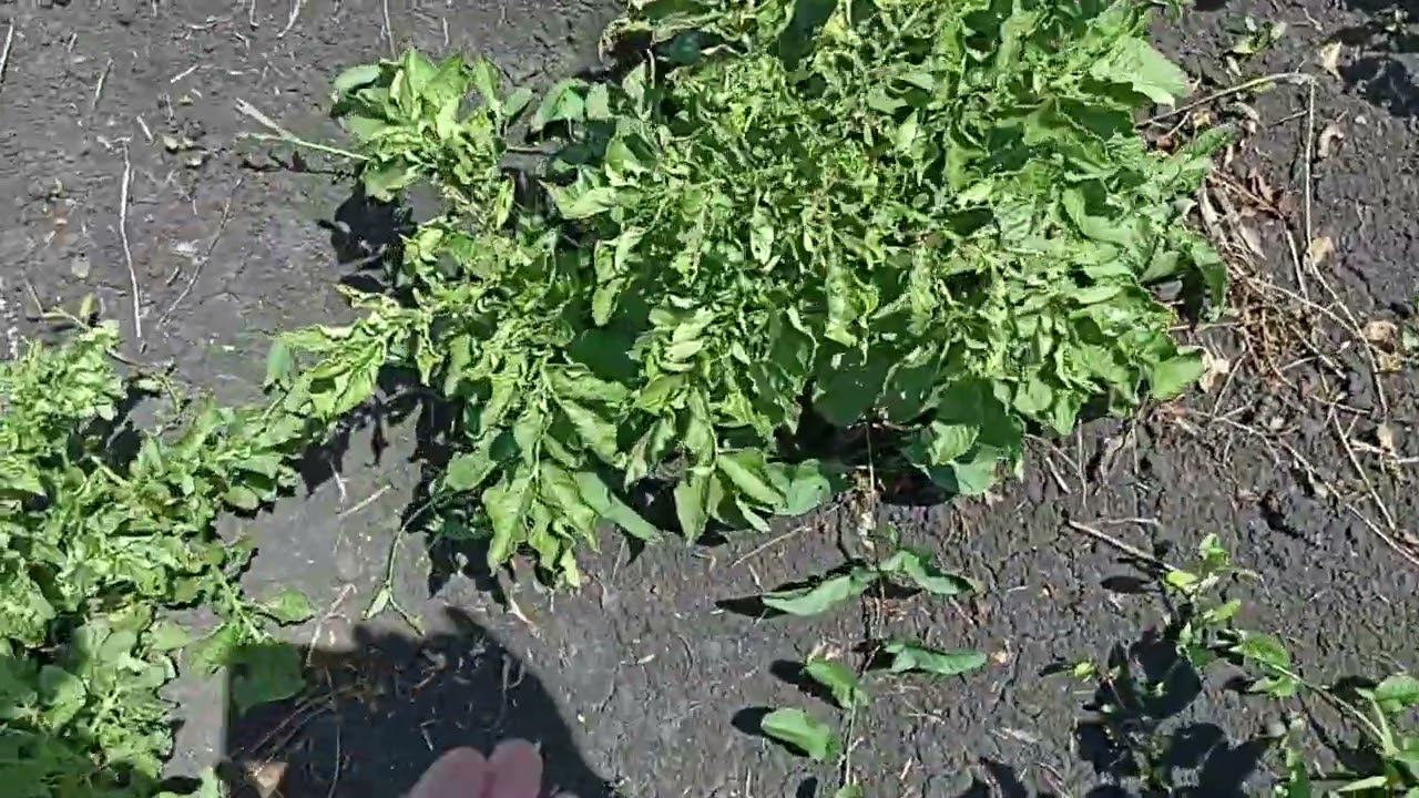 Как вырастить здоровый и обильный урожай картофеля. смотреть онлайн