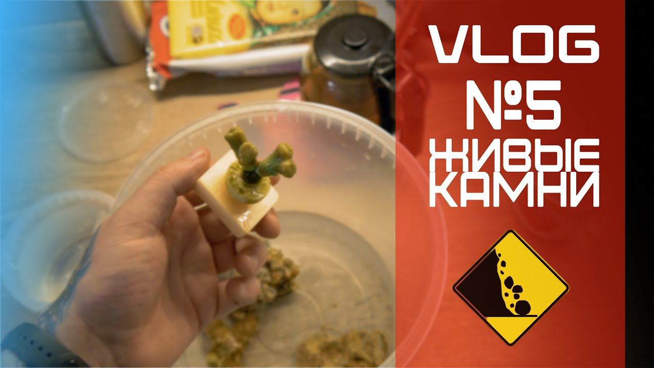 Vlog 5 живые камни смотреть онлайн