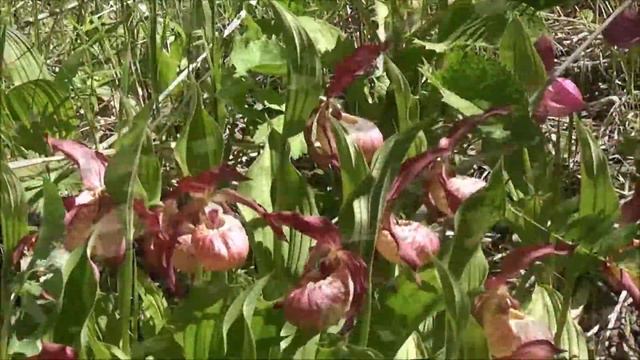 Кукушкины сапожки смотреть онлайн