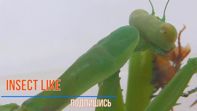 MANTIS IS EATING A COCKROACH БОГОМОЛ ЕСТ ТАРАКАНА смотреть онлайн