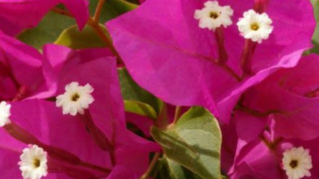 PARA QUE SIRVE🌿 BUGAMBILIA 🌿BENEFICIOS🌿 Bouganvillea buttiana 🌿 TOS🌿 PROPIEDADES Y USOS MEDICINALE смотреть онлайн