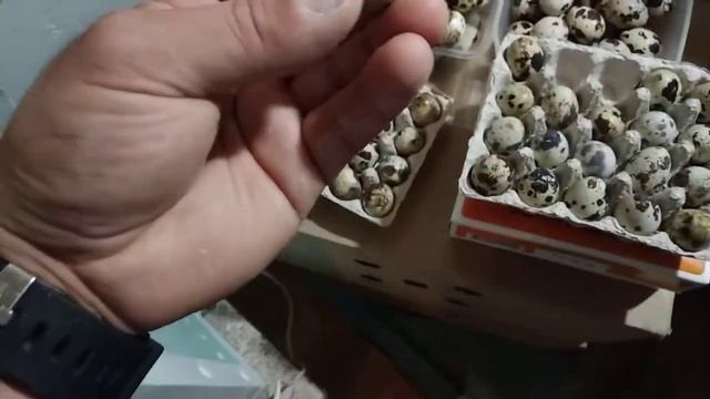 Это точно не берите в магазине // сравнение яйца // совместная инкубация перепелинных и куриных яйц