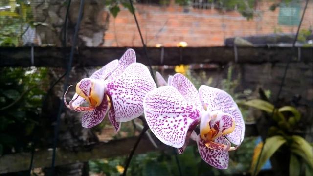 Orquídea PHALAENOPSIS LISTRADO X PINTADO смотреть онлайн