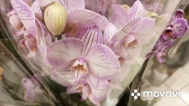 Свежий завоз орхидей Kaufland. Frische Lieferung von Kaufland Orchideen. смотреть онлайн