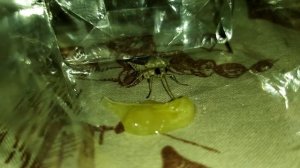 Мотылек ест дыньку