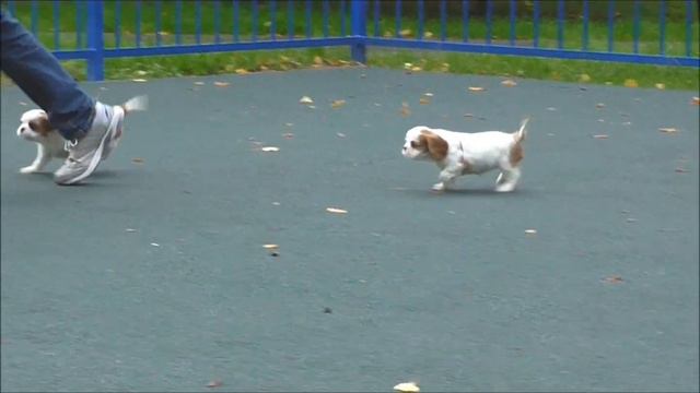 Кавалер кинг чарльз спаниель щенки (7 недель)