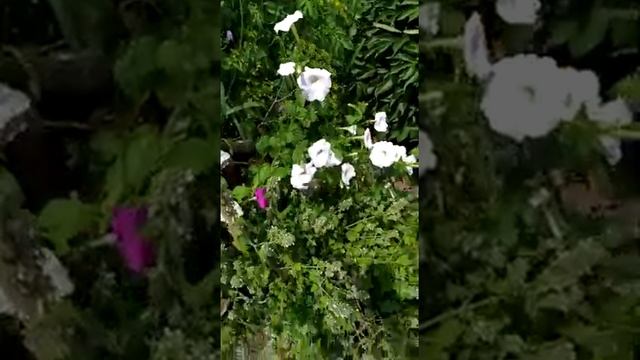 Колибри пьет нектар смотреть онлайн
