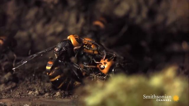 Two Giant Killer Hornet Colonies Fight to the Death смотреть онлайн