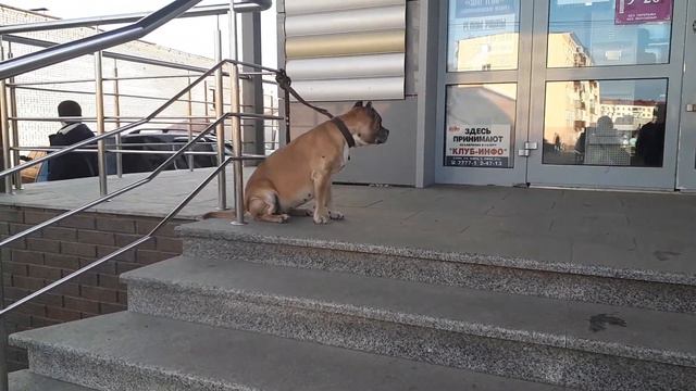Собачья выдержка! Видео -1 смотреть онлайн