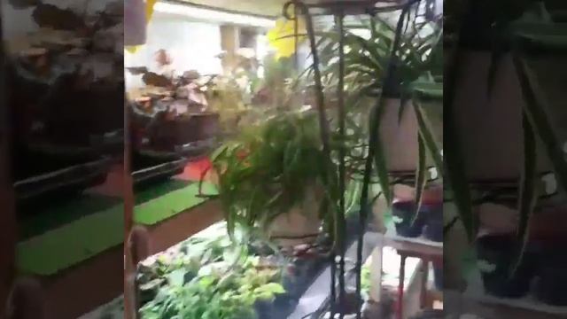 теперь полив растений для меня наслаждение)))