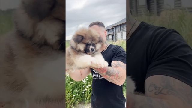 Самый большой и пушистый мальчик акиты-Ину?ждёт своих хозяев смотреть онлайн