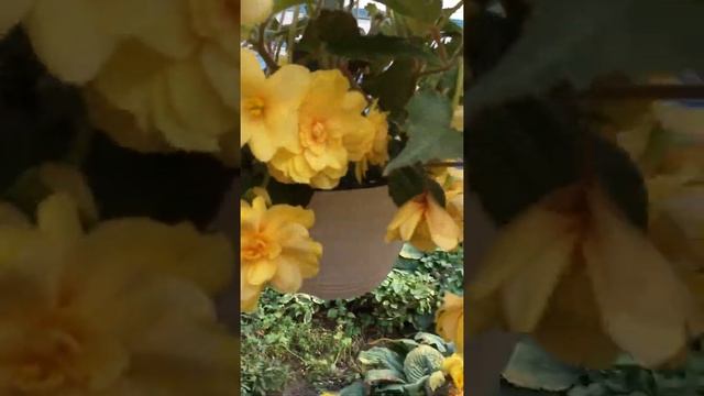 Калибрахоа смотреть онлайн