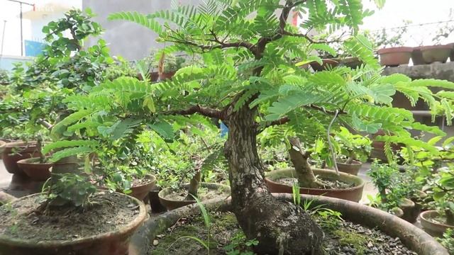 Tamarind Bonsai  | Bonsai Ideas