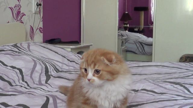 КОтик хайленд фолд красный мраморный смотреть онлайн