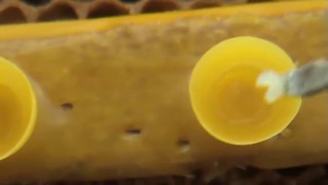 Вывод маток с нуля