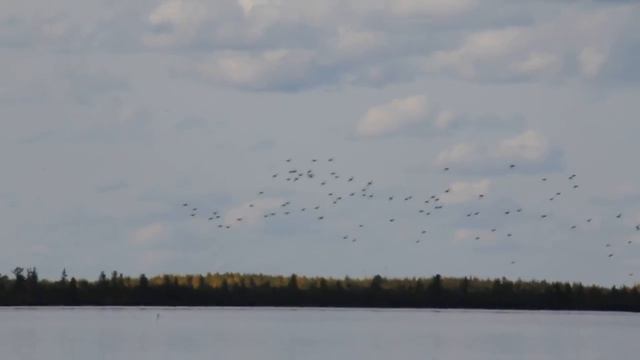 Пролет уток над озером. смотреть онлайн