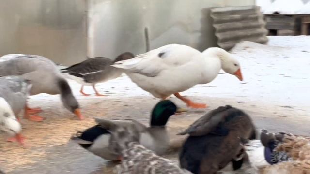 Содержание подсадных гусей и уток в зимний период. смотреть онлайн
