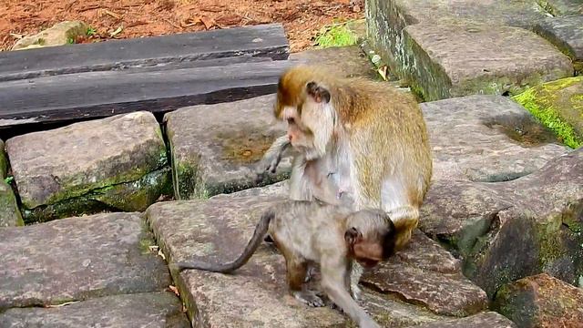 Big Monkey Jack Drag Baby Monkey Fall On Stone, Babies Simple Argument. смотреть онлайн