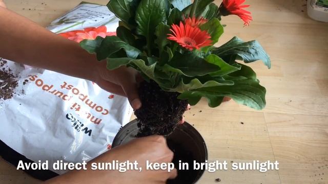 How To Grow And Care For Indoor Gerbera Plant | House Plant Care | Gerbera Daisy - Know This Today
