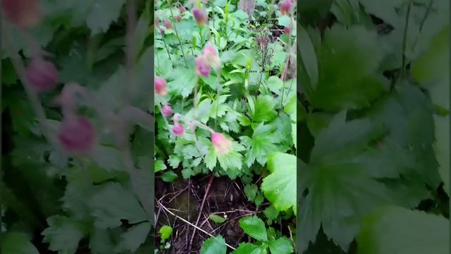 гравилат речной свойства часть 1 смотреть онлайн