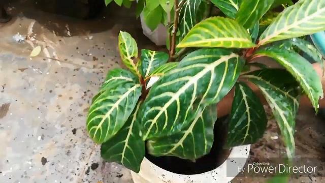 Repotting Plant From Small Pot To Big Pot, Sanchezia Plant Ko kese Grow Kare смотреть онлайн