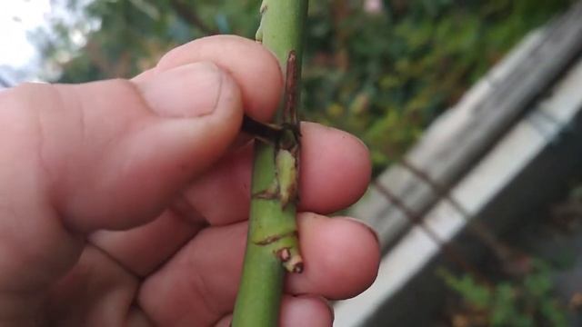 результаты прививки штамбов роз , снимаю обвязку смотреть онлайн