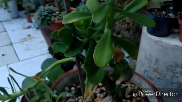 Um pouco de minhas plantas смотреть онлайн