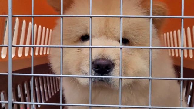 Собачий Рынок в Одессе. Староконный Рынок. Породы Собак и Котов. Птичий Рынок смотреть онлайн