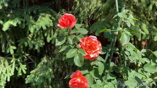 РОЗЫ. САМЫЕ ЯРКИЕ, АРОМАТНЫЕ РОЗЫ ДЭВИДА ОСТИНА. СИЛЬНЫЕ , ЗДОРОВЫЕ РОЗЫ ТАНТАУ. смотреть онлайн