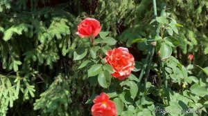 РОЗЫ. САМЫЕ ЯРКИЕ, АРОМАТНЫЕ РОЗЫ ДЭВИДА ОСТИНА. СИЛЬНЫЕ , ЗДОРОВЫЕ РОЗЫ ТАНТАУ.