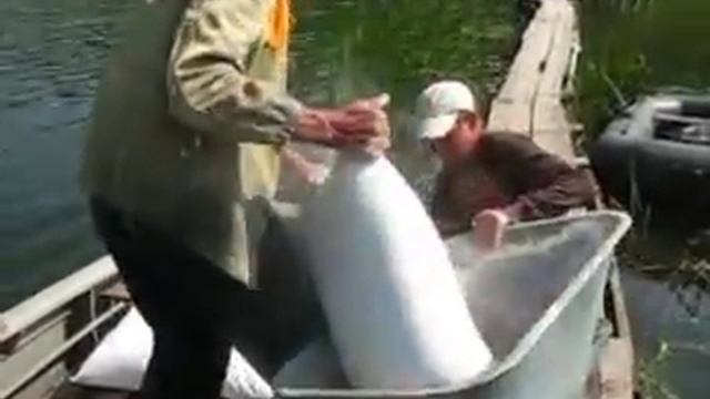 15.07.2016 - Внесение извести (часть 1) смотреть онлайн