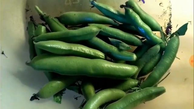 149. БОБЫ-это вкусно, полезно, сидерат, отпугивает вредителей, привлекает пчел и пр. смотреть онлайн