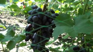 Сорта винограда 2018. Велика - самый крупный и вкусный черный сорт