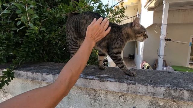 Incredibly loving tabby cat talks to me with its cute meow смотреть онлайн
