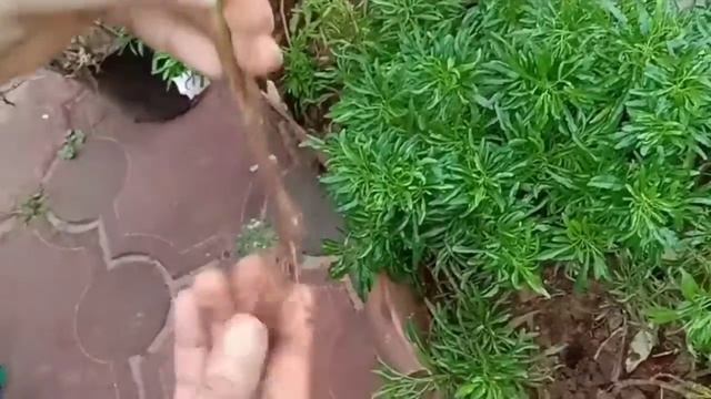 My aralia collection / propagation/ Aralia plant care/ Aralia garden. смотреть онлайн