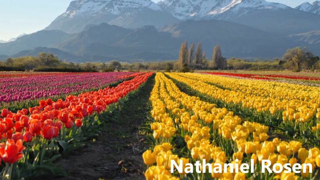 J.S. Bach - Cello Suites (BWV 1010 - 1011 - 1012) - N.Rosen (CD 02/02) смотреть онлайн