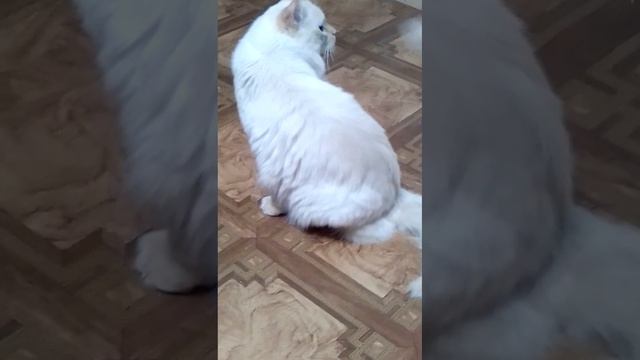 У Баси, больше чем через полгода разошлись швы и вновь открыли рану. Что делать? смотреть онлайн