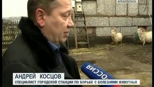 В Приморском районе появились козы невиданной для севера породы смотреть онлайн
