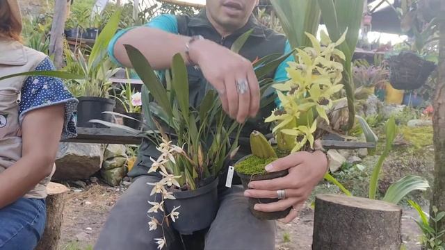 orquídea coelogyne pandurata смотреть онлайн