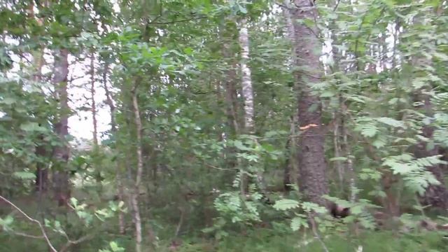 Древнее городище Городок д.Городище Печорского р-на смотреть онлайн