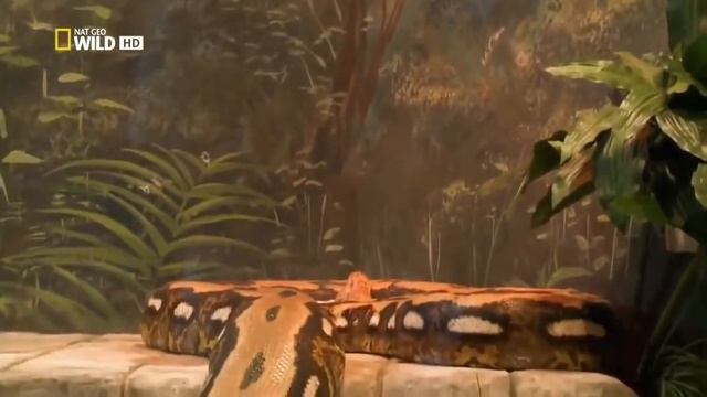 Найденные останки больших змей шокировало учёных Нападение Аллигатора на Питона Гиганты мира смотреть онлайн