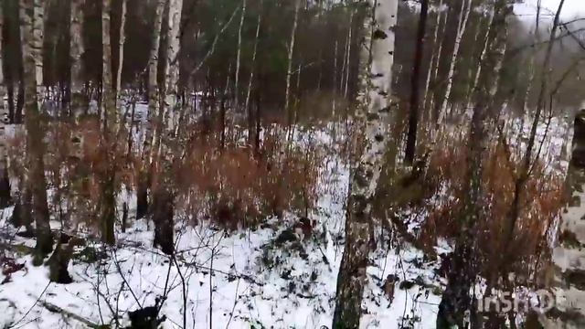 В ЛЕС НА КОБЫЛЕ ЗАРИНЕ/ОХОТА НА ЗАЙЦА С ЭСТОНСКИМИ ГОНЧИМИ смотреть онлайн