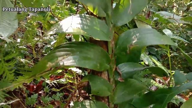 Berburu Tanaman Hias Yang Lagi Viral смотреть онлайн