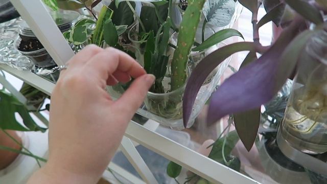 Journal des plantes - Plantes sèches, canicule et floraison | Plant Life смотреть онлайн